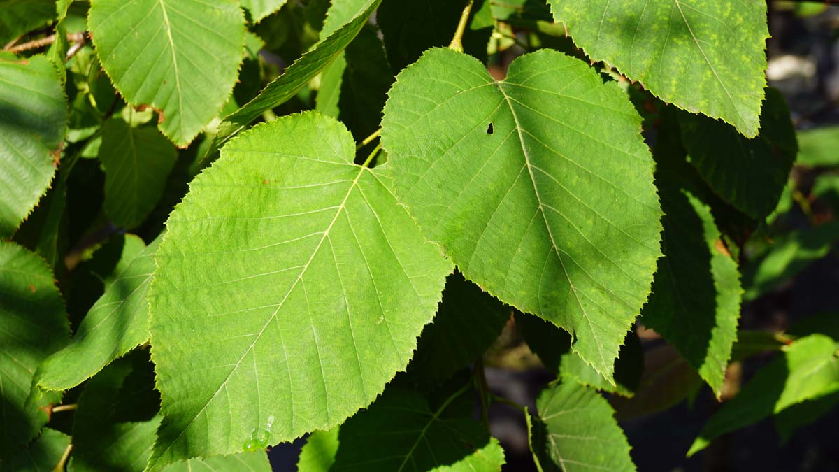 Betula maximowicziana haagplant