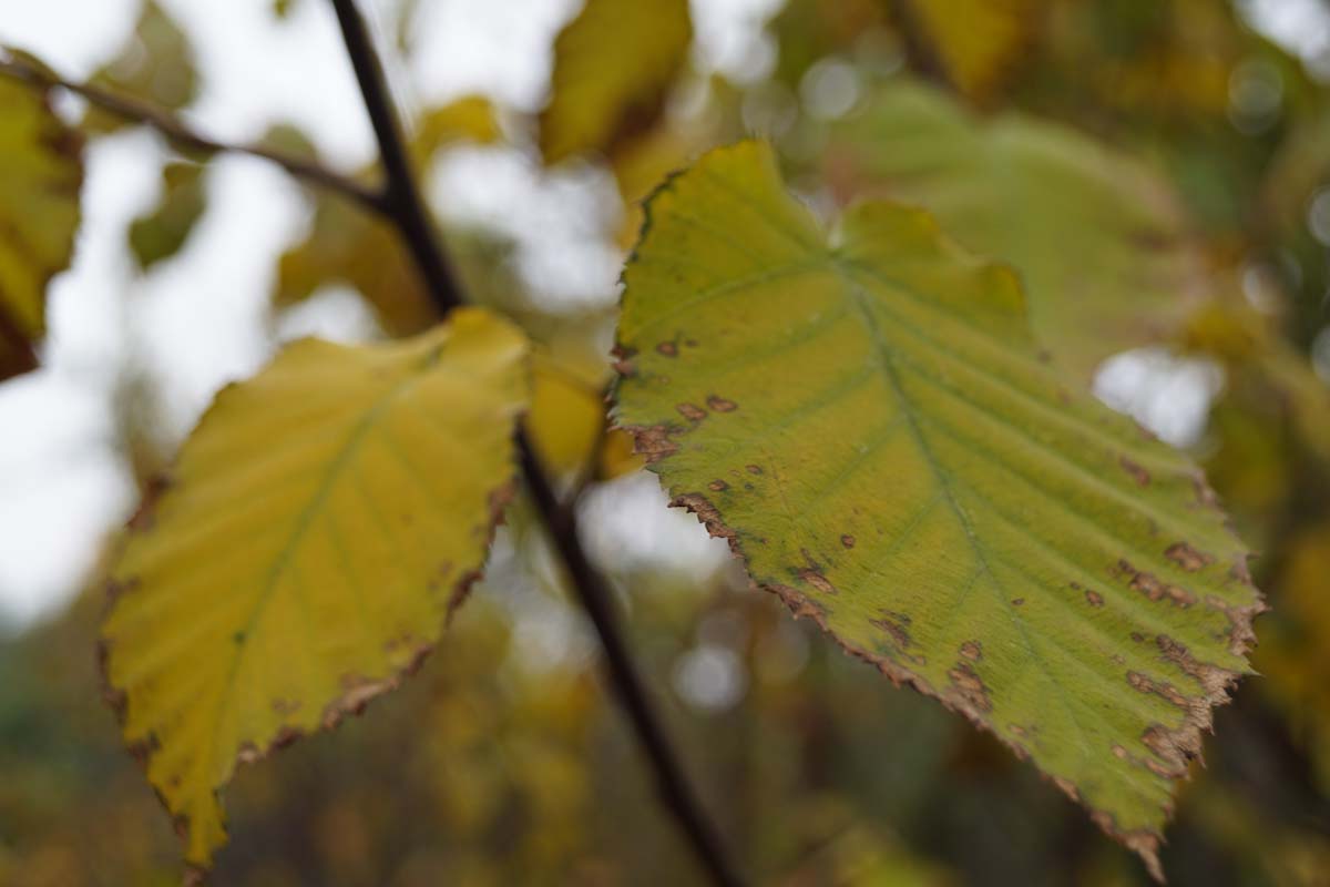 Betula maximowicziana haagplant