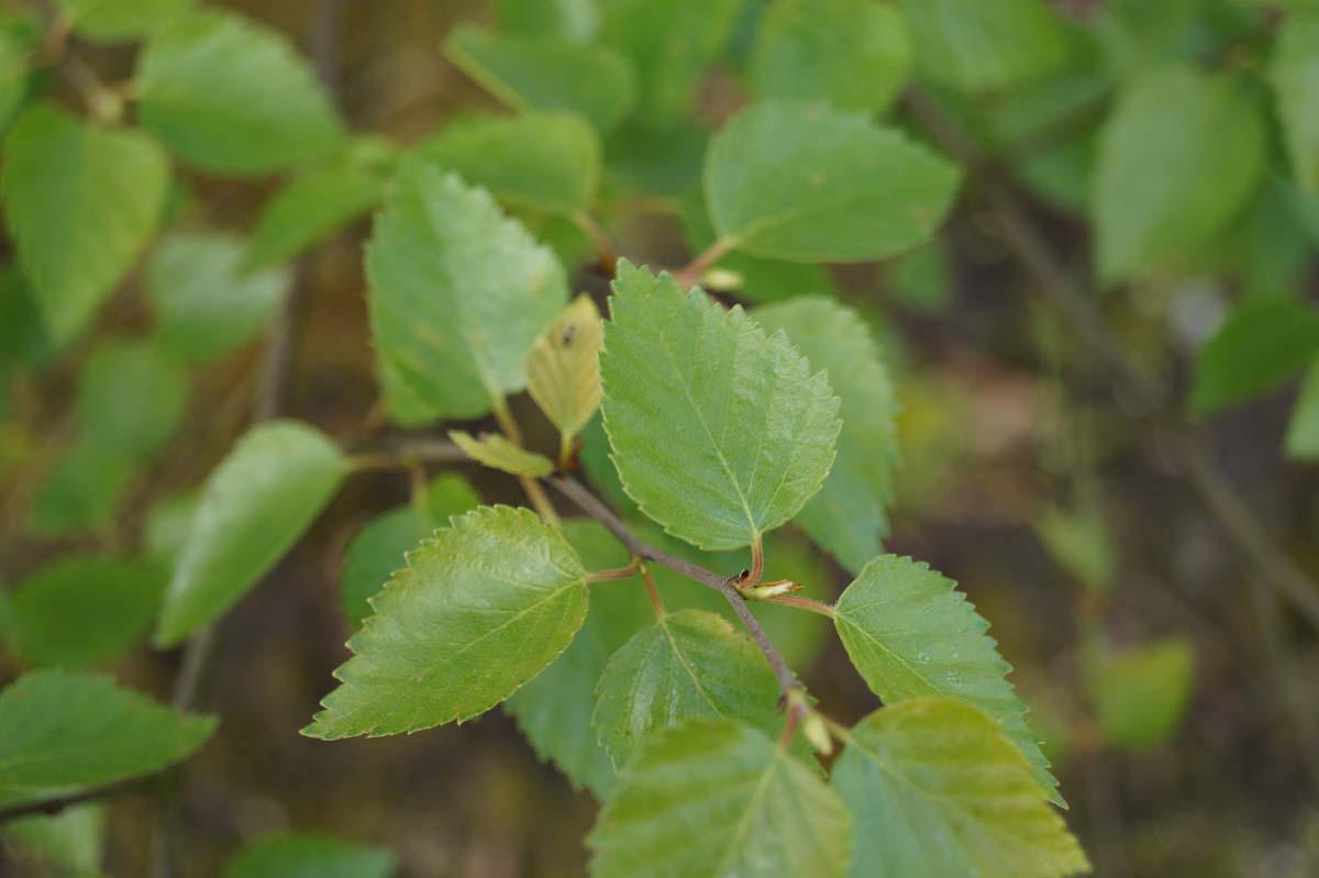 Betula papyrifera solitair