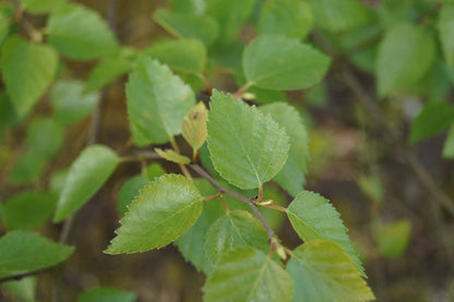 Betula papyrifera solitair