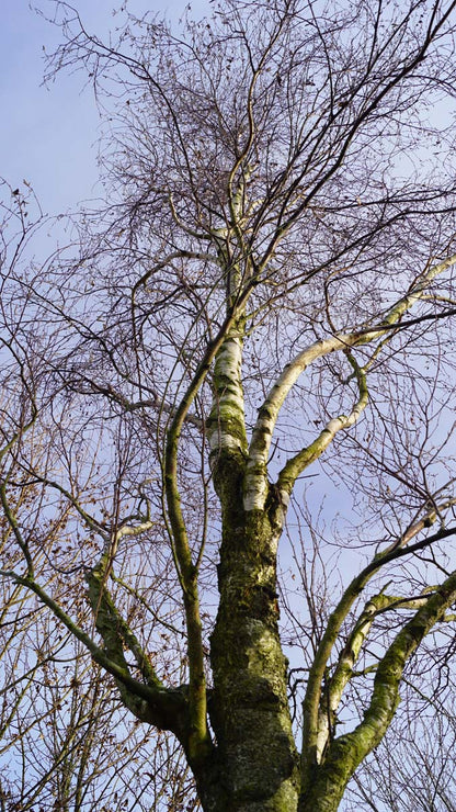 Betula pendula 'Fastigiata' meerstammig / struik