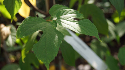 Broussonetia kazinoki Tuinplanten