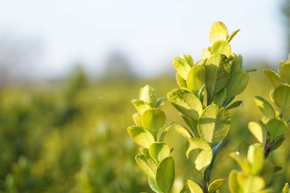 Buxus microphylla 'Faulkner' op stam