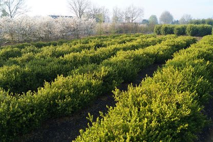 Buxus microphylla 'Faulkner' op stam