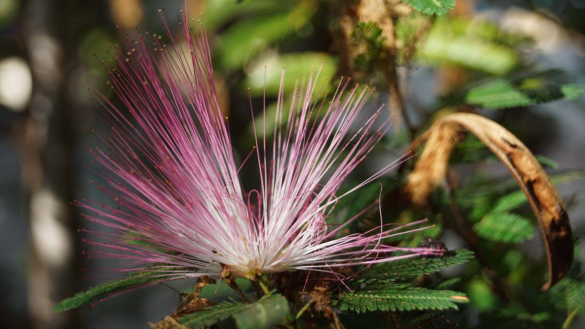 Calliandra surinamensis
