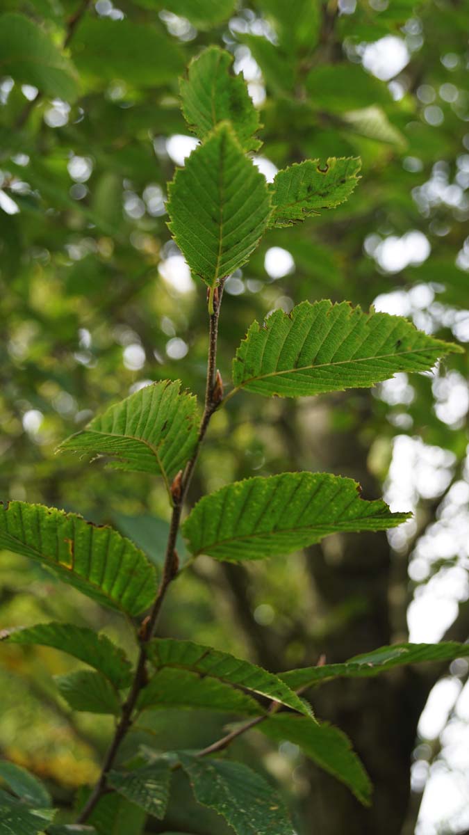 Carpinus betulus 'Fastigiata' op stam