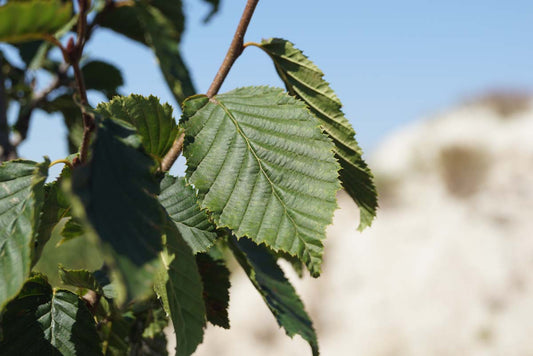 Carpinus betulus 'Purpurea' Tuinplanten