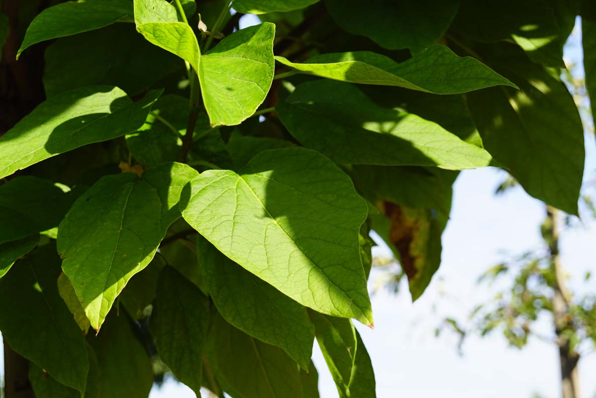 Catalpa bignonioides 'Nana' Tuinplanten blad