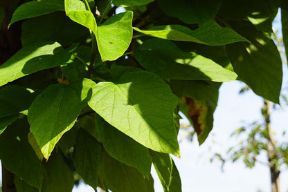 Catalpa bignonioides 'Nana' Tuinplanten blad