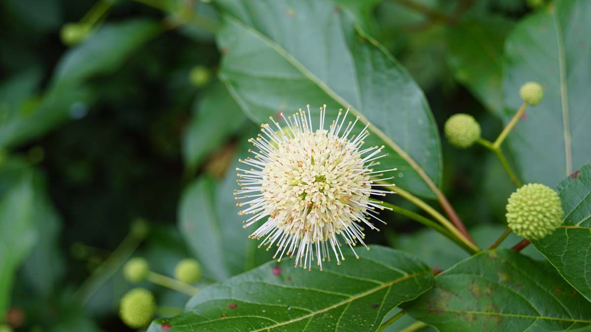 Cephalanthus occidentalis solitair bloem