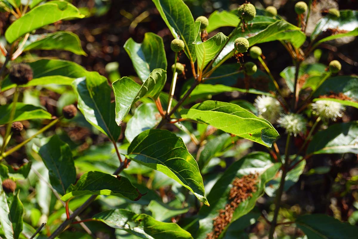 Cephalanthus occidentalis solitair blad