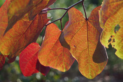 Cercis canadensis 'Forest Pansy' solitair