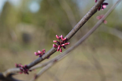 Cercis canadensis 'Forest Pansy' Tuinplanten