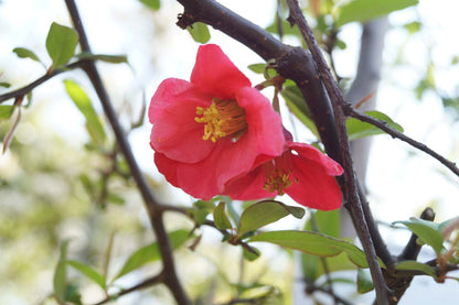 Chaenomeles cathayensis op stam