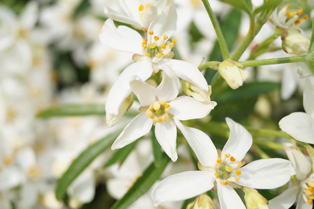 Choisya 'Aztec Pearl' op stam bloem