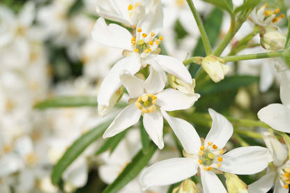 Choisya 'Aztec Pearl' meerstammig / struik