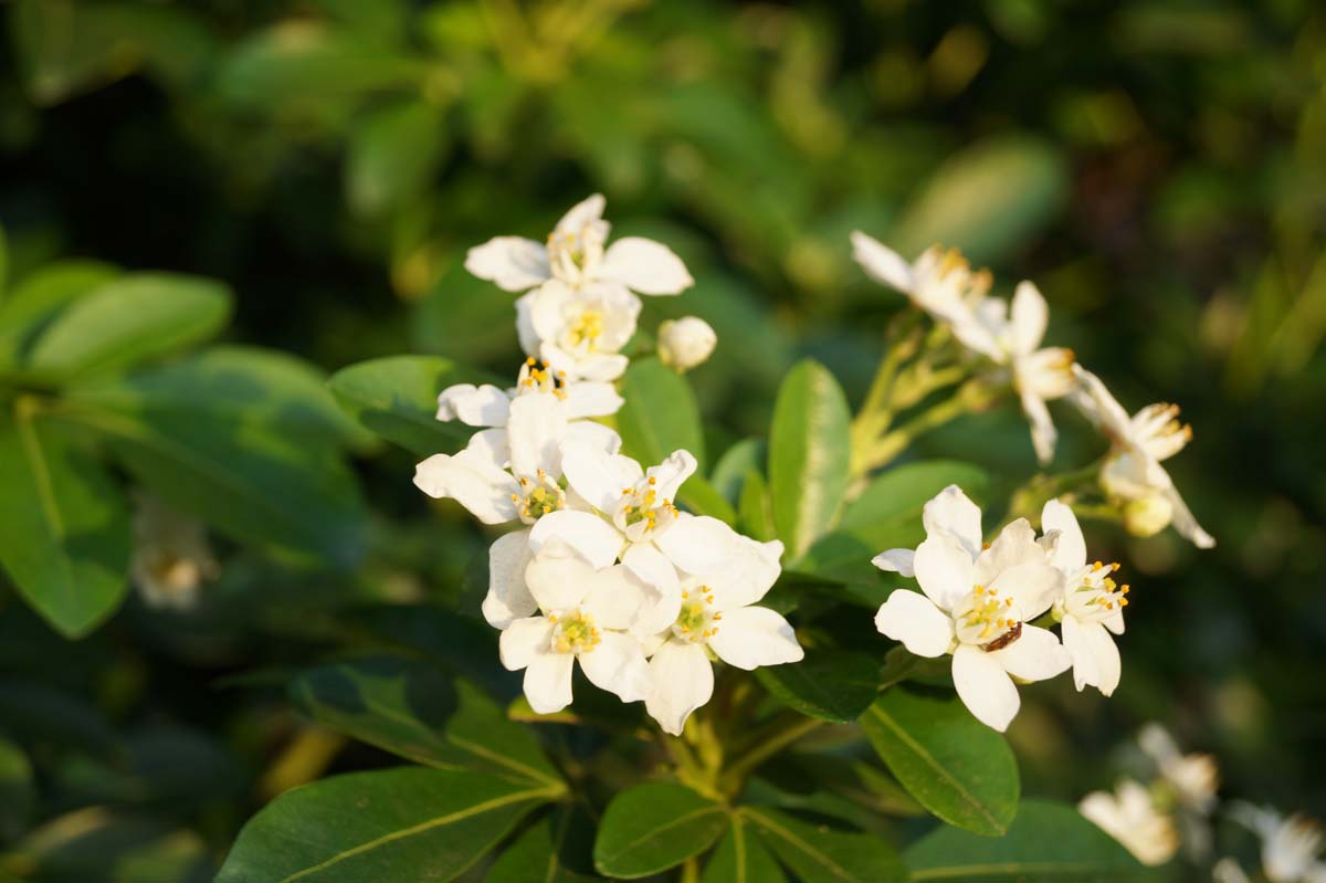 Choisya ternata Tuinplanten