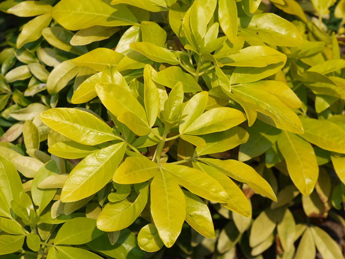 Choisya ternata 'Lich'