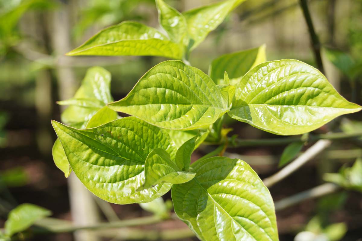 Cornus 'Ascona' Tuinplanten blad