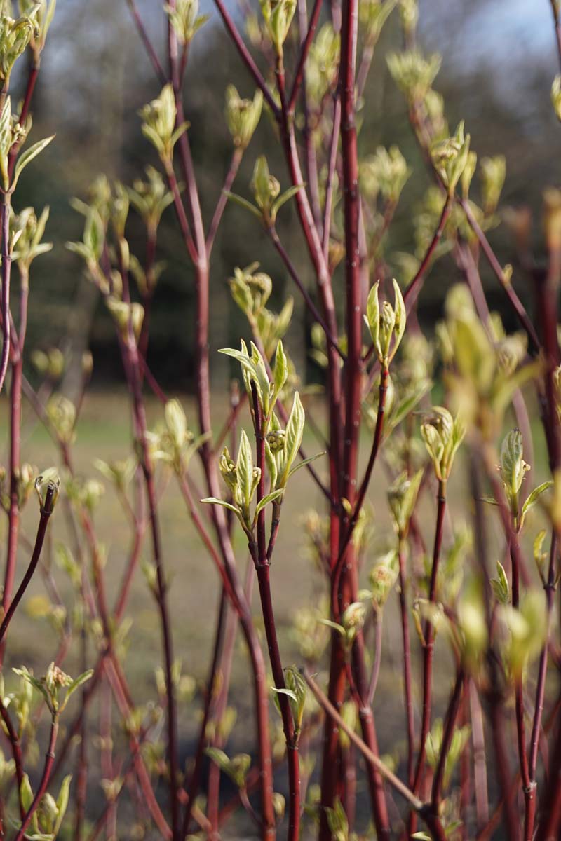 Cornus alba 'Elegantissima' op stam bast