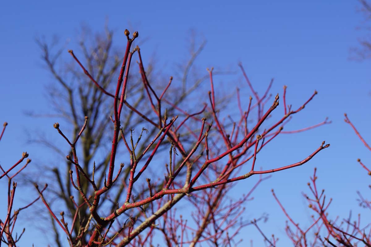 Cornus alba 'Siberian Pearls' Tuinplanten