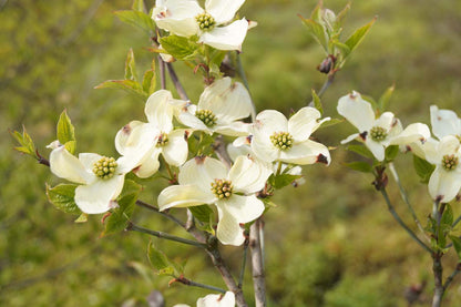 Cornus florida 'Cloud Nine' meerstammig / struik