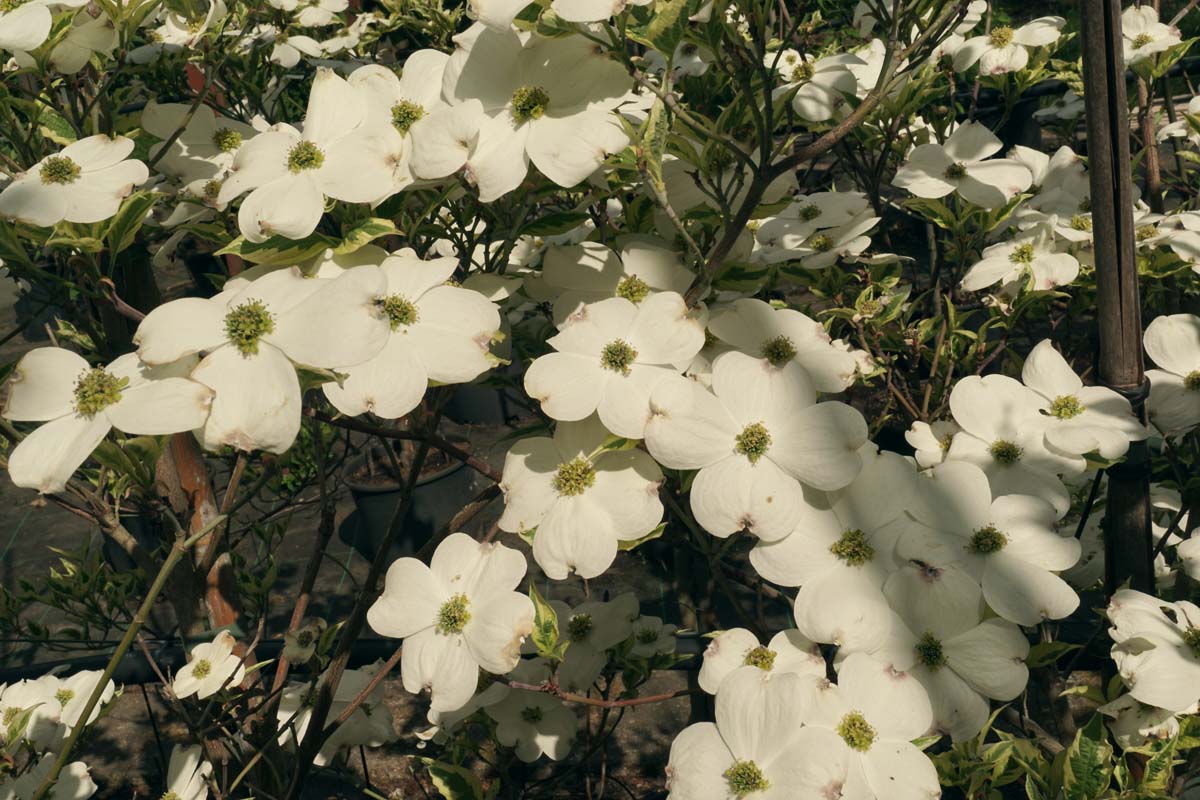 Cornus florida 'Daybreak' solitair