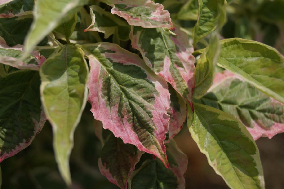 Cornus florida 'Daybreak' solitair
