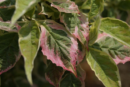Cornus florida 'Daybreak' solitair