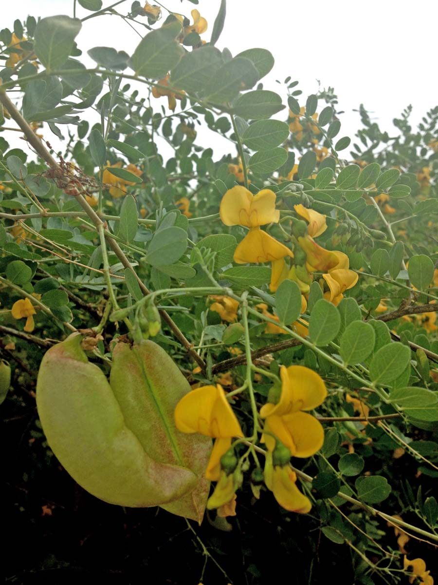 Colutea arborescens haagplant bloem