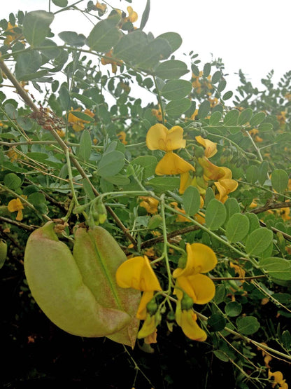 Colutea arborescens haagplant bloem