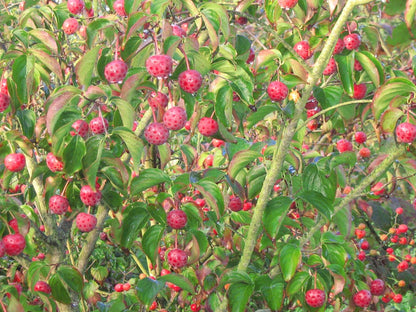 Cornus kousa haagplant vrucht