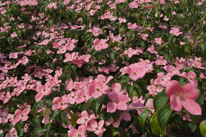 Cornus kousa 'Satomi' op stam bloesem