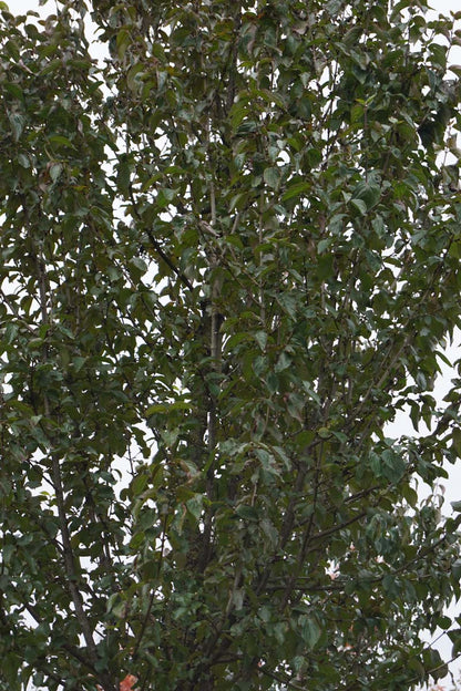 Cornus mas 'Golden Glory' op stam