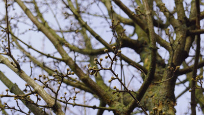 Cornus mas 'Golden Glory' solitair