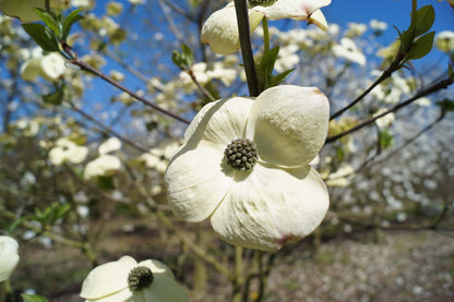 Cornus nuttallii op stam