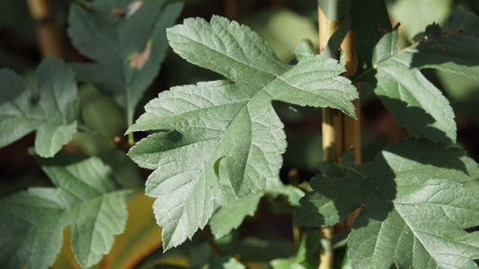 Crataegus chlorosarca op stam