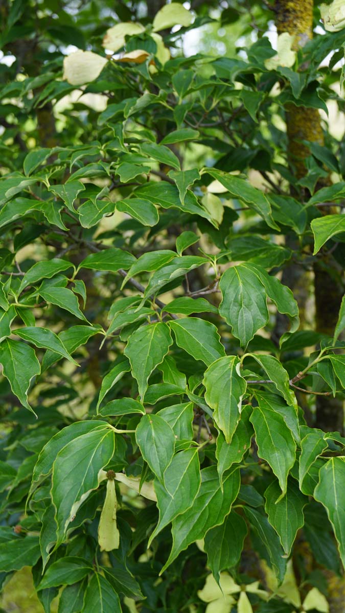 Cornus 'Rutcan' meerstammig / struik blad