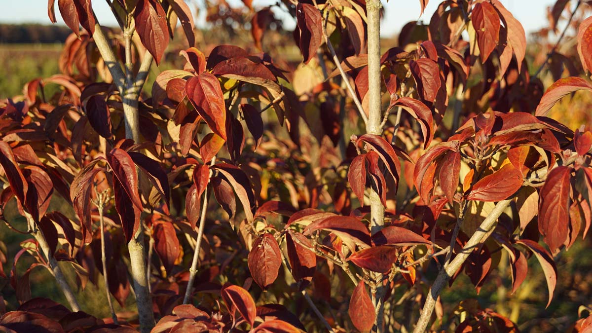 Cornus 'Rutfan' meerstammig / struik