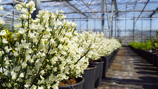 Cytisus praecox 'Albus'