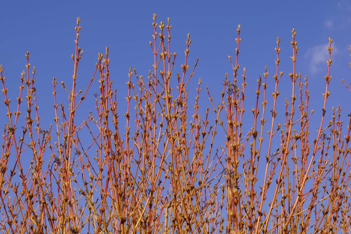 Cornus sanguinea 'Midwinter Fire' op stam