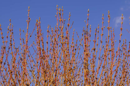 Cornus sanguinea 'Midwinter Fire' op stam