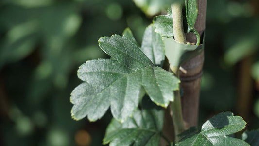 Crataegus monogyna 'Flexuosa' meerstammig / struik