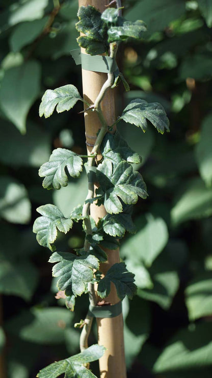 Crataegus monogyna 'Flexuosa'