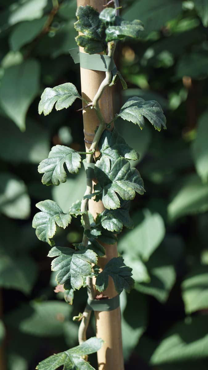 Crataegus monogyna 'Flexuosa' meerstammig / struik
