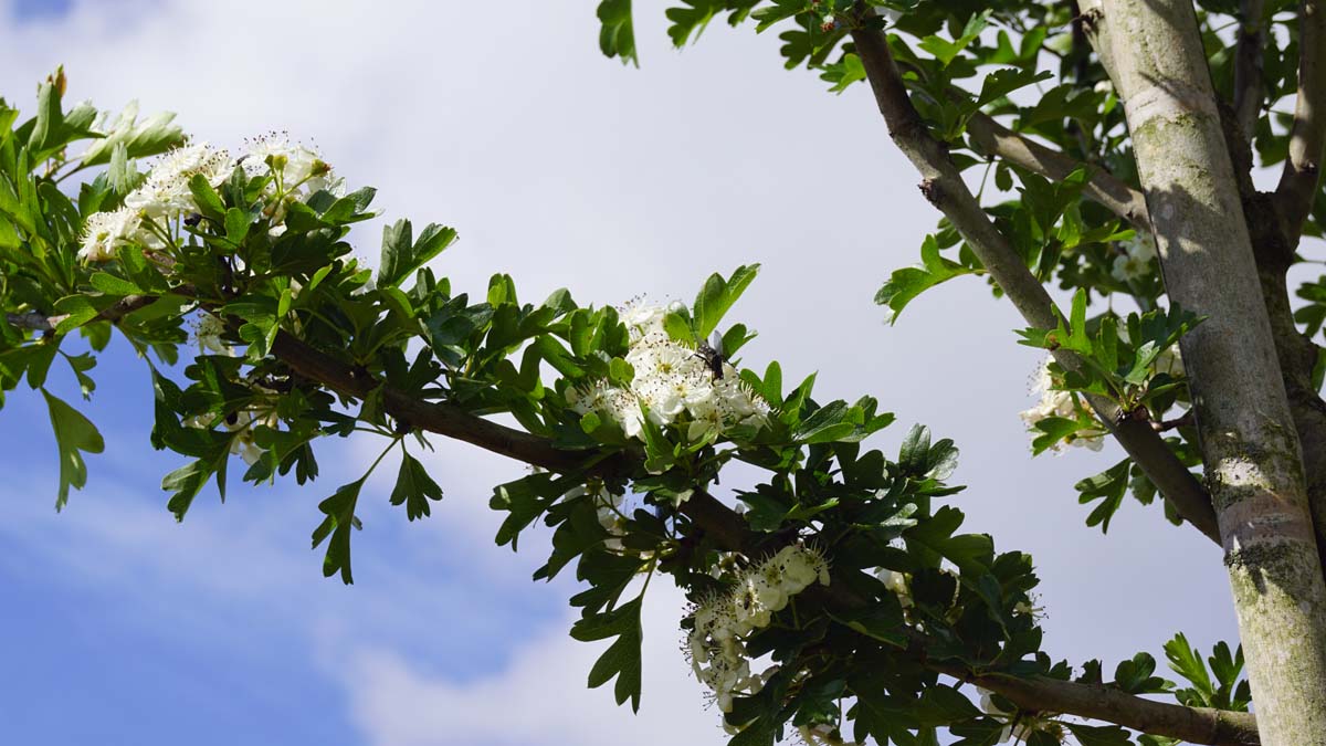 Crataegus monogyna 'Stricta' op stam bloem