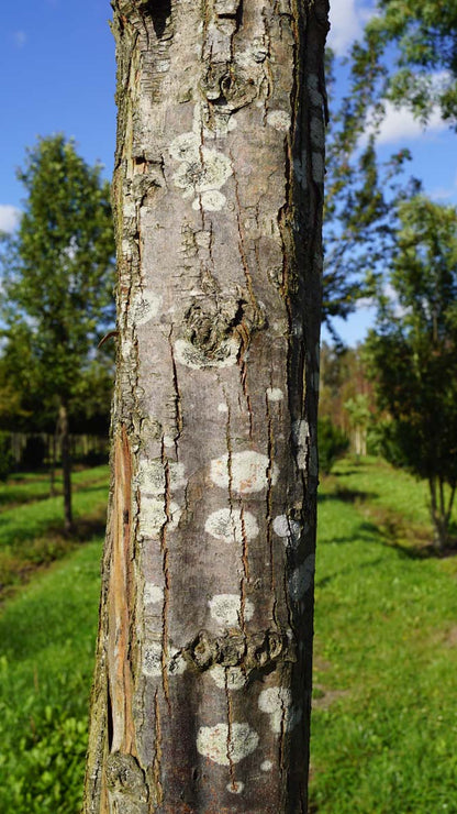 Crataegus monogyna 'Stricta' solitair bast