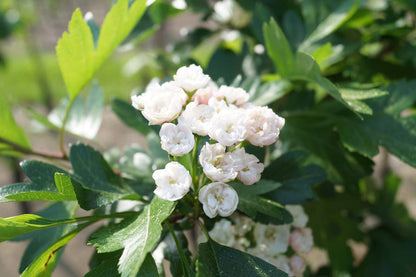 Crataegus mordenensis 'Toba' Tuinplanten bloem