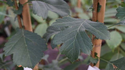Crataegus pinnatifida major solitair