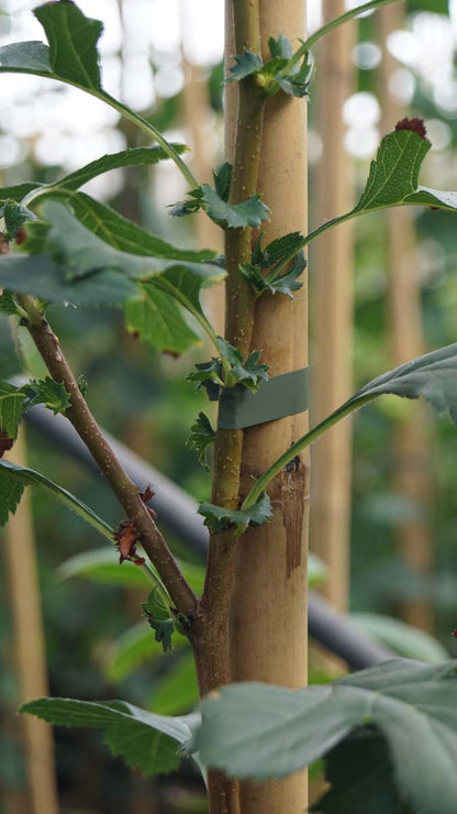 Crataegus pinnatifida major op stam